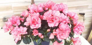 azalea-festa-della-mamma