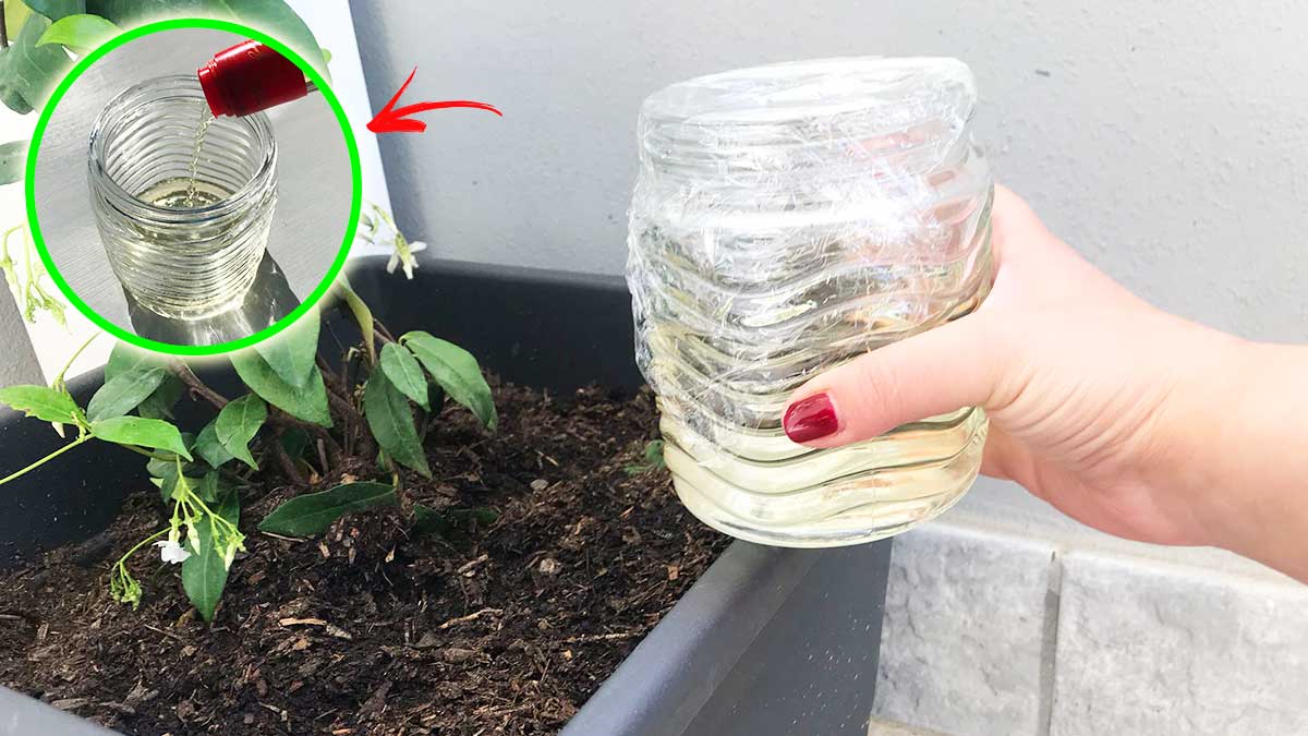 Come eliminare i moscerini nella terra di un vaso? - Vivo di Benessere