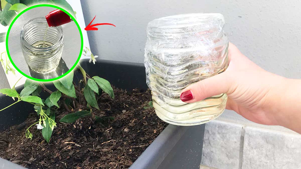 Come eliminare i moscerini nella terra di un vaso?