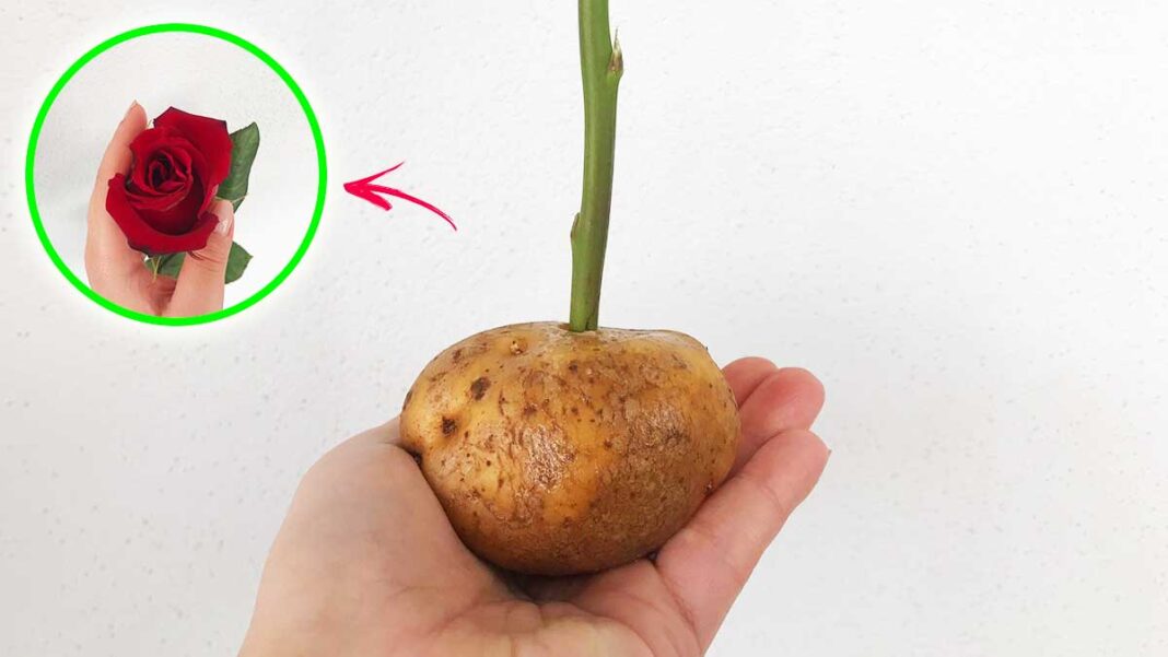 come-riprodurre-rosa-con-patata