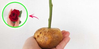 come-riprodurre-rosa-con-patata