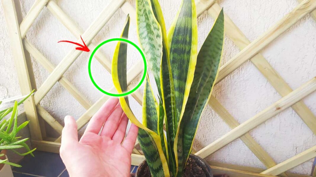 curare-sansevieria-estate