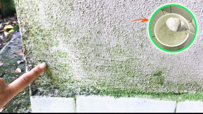 Come Eliminare I Gechi Dal Giardino