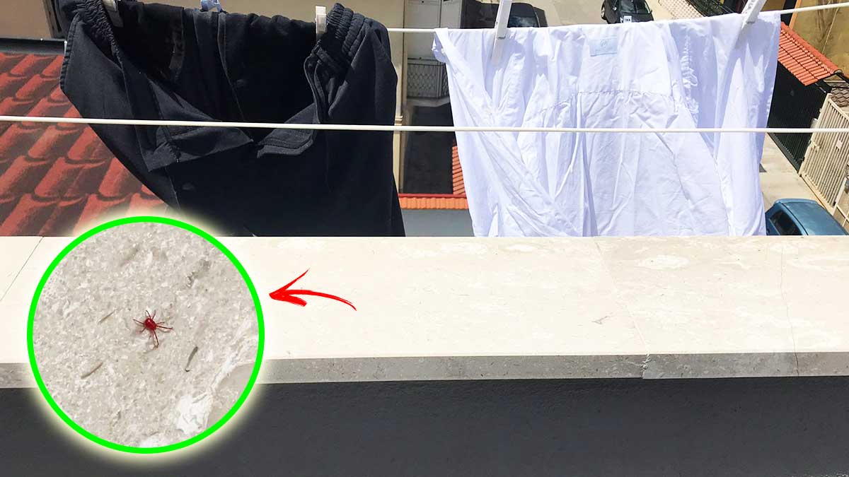 Come allontanare i ragnetti rossi dal balcone e dai panni stesi?