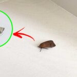 Come non far entrare le falene in casa con rimedi naturali
