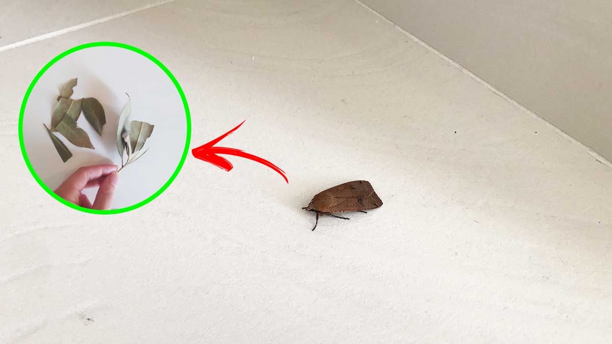 Come non far entrare le falene in casa con rimedi naturali