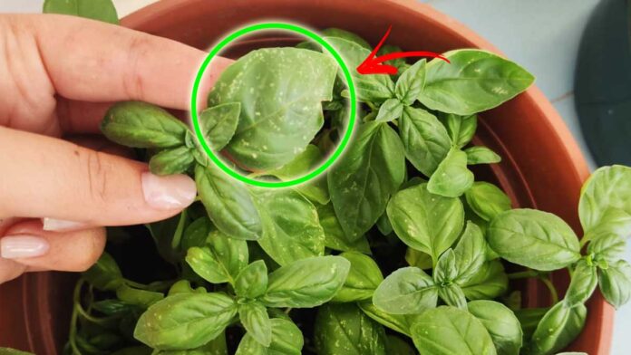 Basilico Con Macchie Bianche Si Può Mangiare