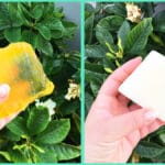 I due saponi economici che curano il tuo giardino dagli insetti!