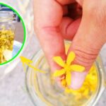Il rimedio dalle mille proprietà: ecco come fare l’olio di San Giovanni!