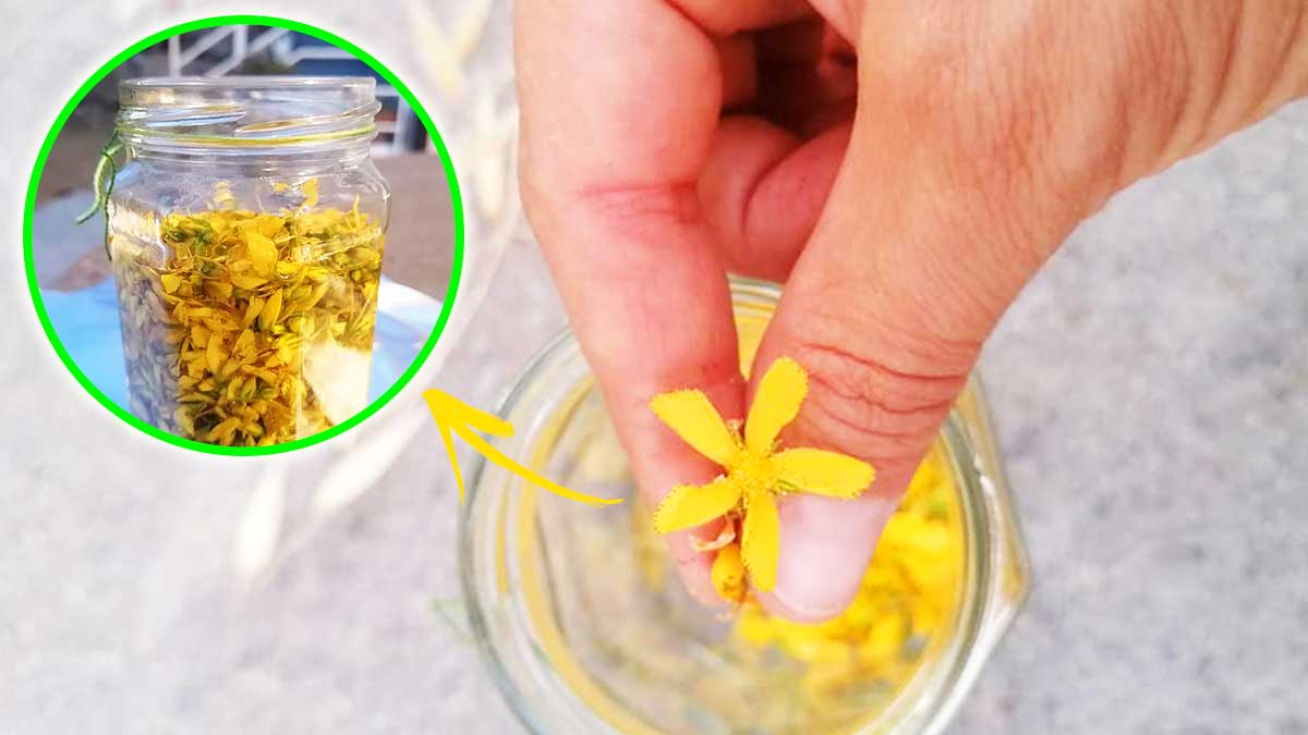 Il rimedio dalle mille proprietà: ecco come fare l’olio di San Giovanni!