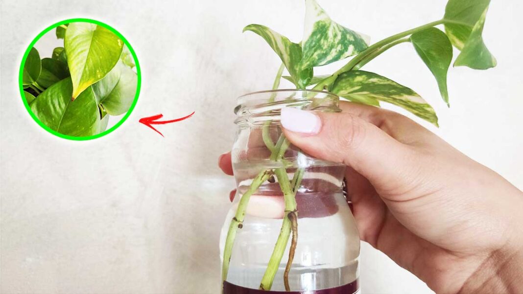 pothos-non-mette-radici
