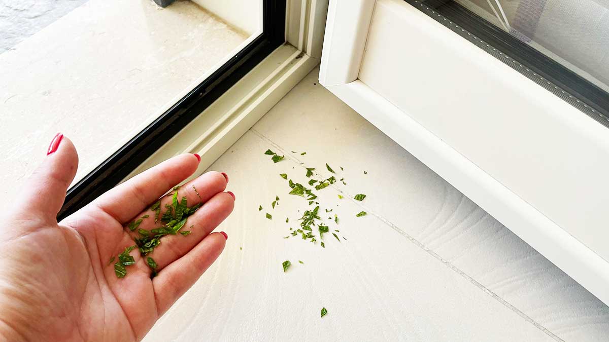 3 Trucchetti naturali per allontanare le formiche da casa tua!