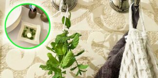 menta-in-bagno