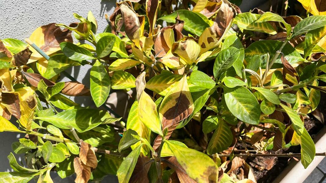 piante-bruciate-sole