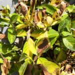 Il Sole ti ha bruciato le piante? Ecco come rimediare