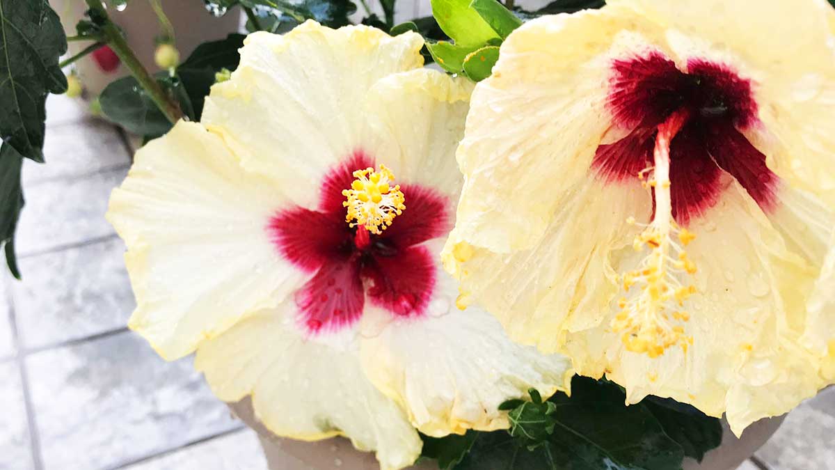 Come avere l’IBISCO bello e pieno di fiori?