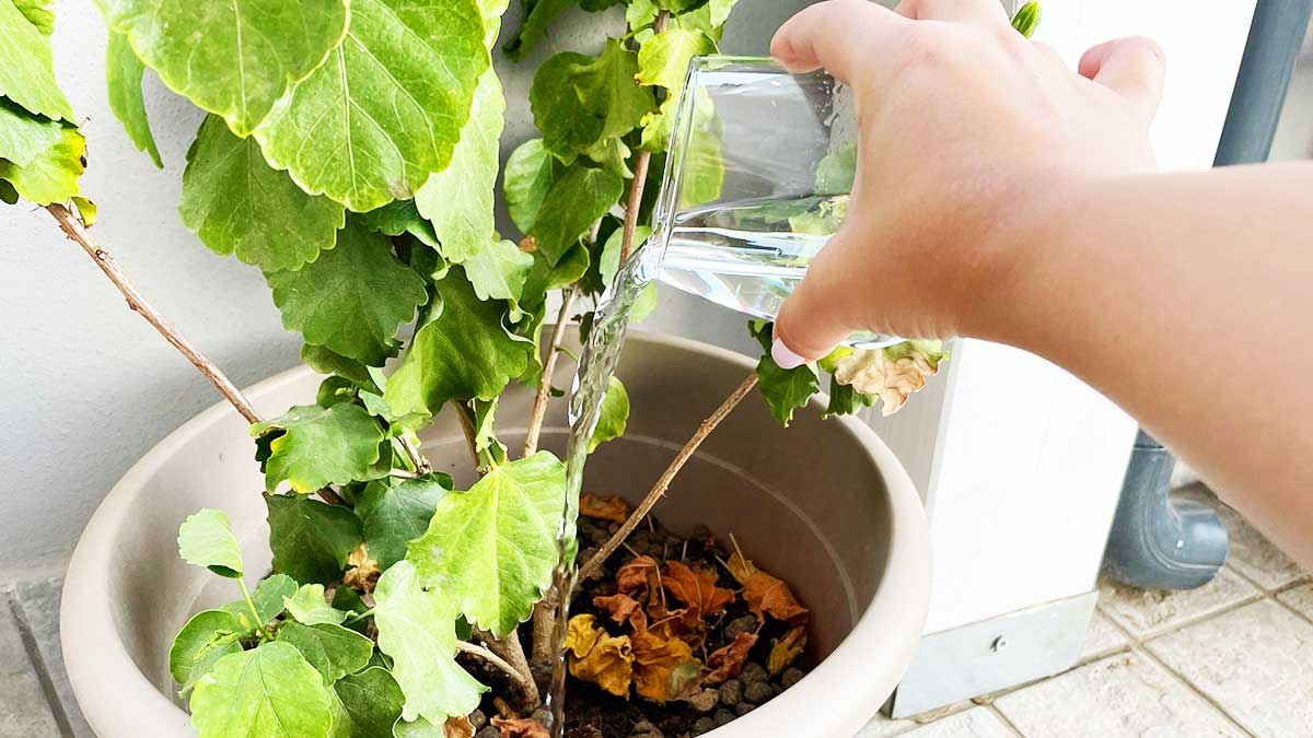 Basta un bicchiere di aceto e le piante del balcone saranno sempre belle!