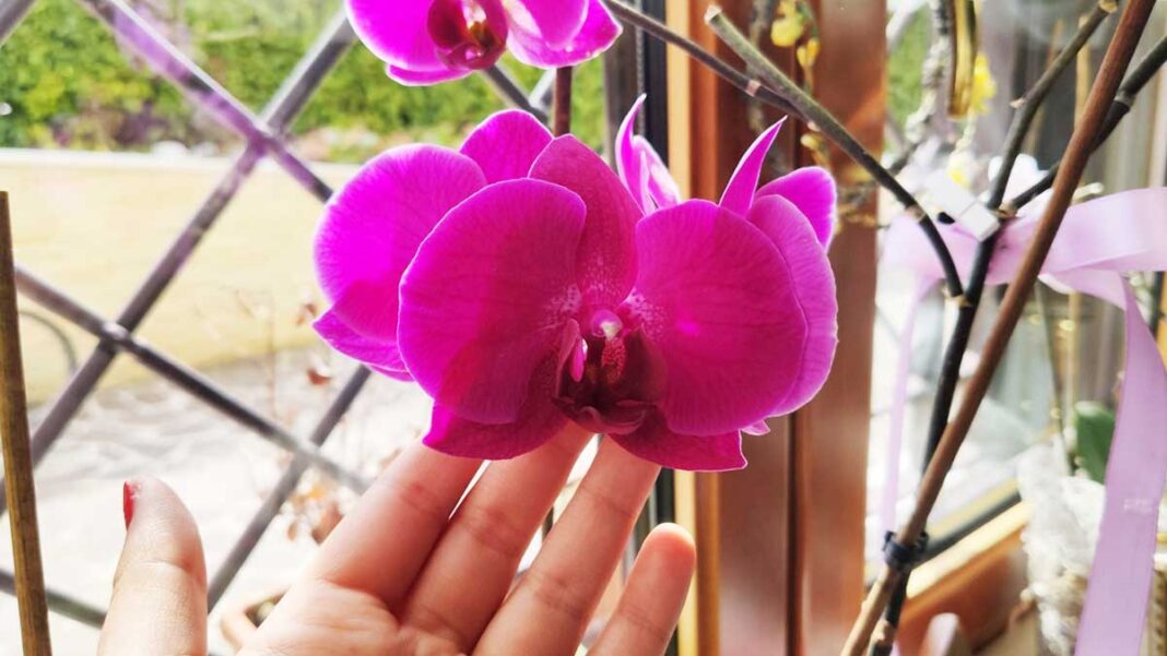 come-curare-orchidea-cambio-stagione