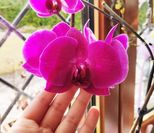 come-curare-orchidea-cambio-stagione