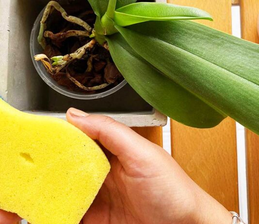 come-salvare-orchidea-spugna