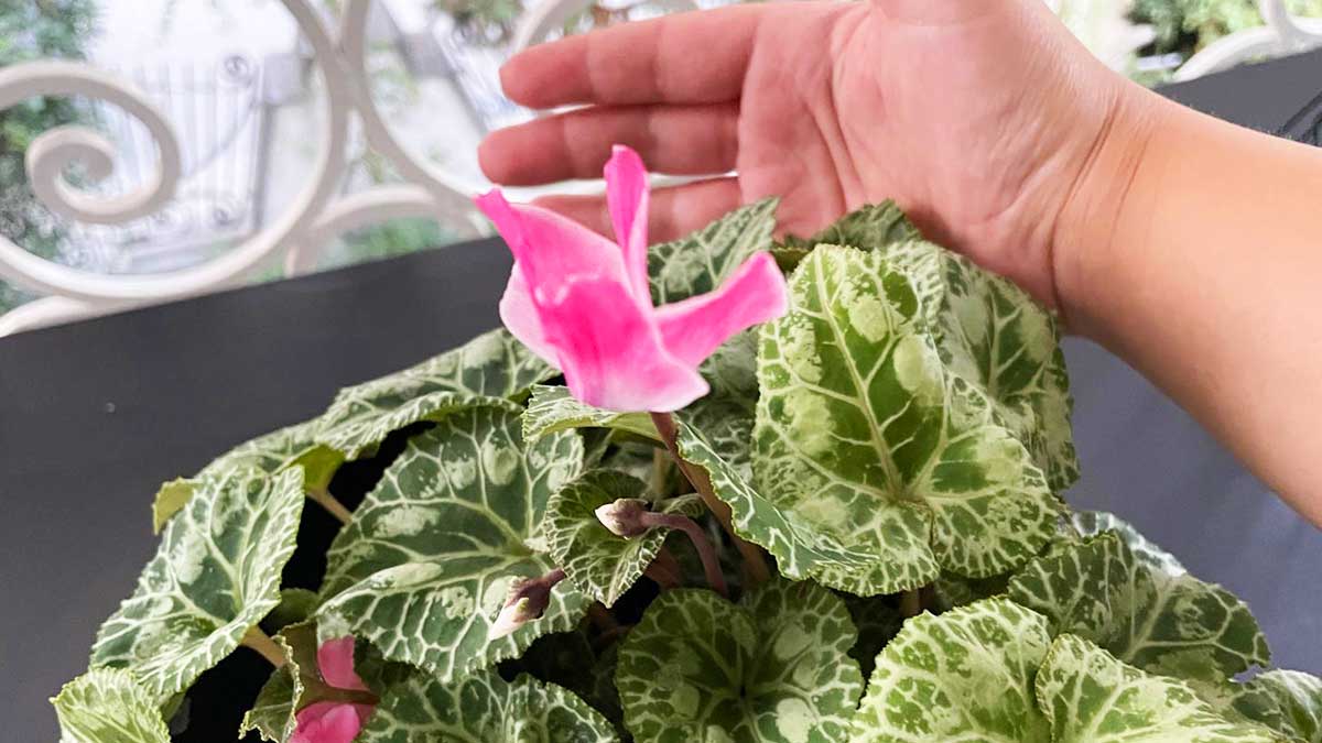 In casa o sul balcone? Ecco il posto perfetto per avere il Ciclamino sempre bello!