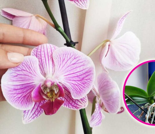 orchidea-cosa-non-fare