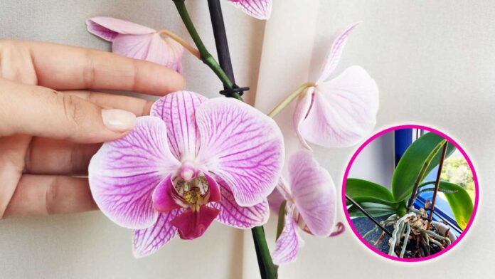 orchidea-cosa-non-fare