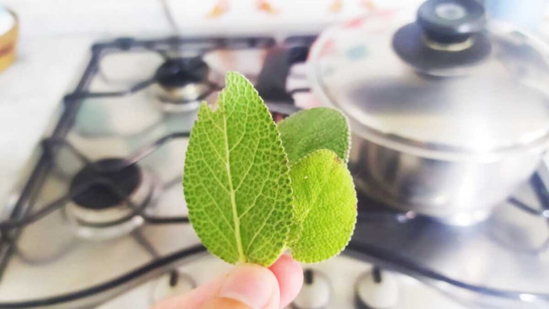 profumare-cucina-salvia