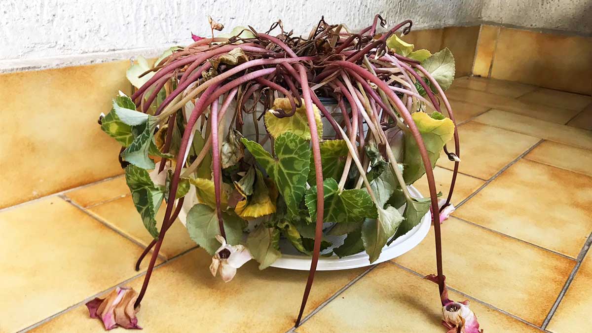 Se il tuo Ciclamino sta già Appassendo, stai Sbagliando queste 6 Cose!