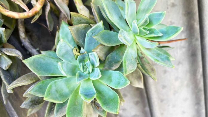 pianta-grossa-forma-di-fiore