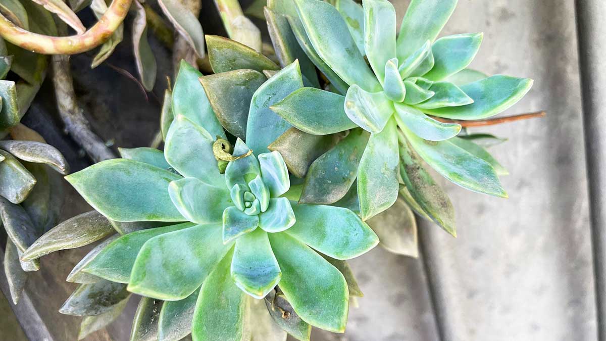 Come si chiama la Pianta grassa a forma di Rosa e averne il balcone pieno!