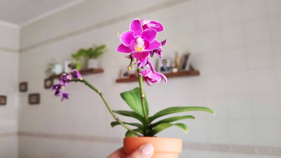 significati-colori-orchidea