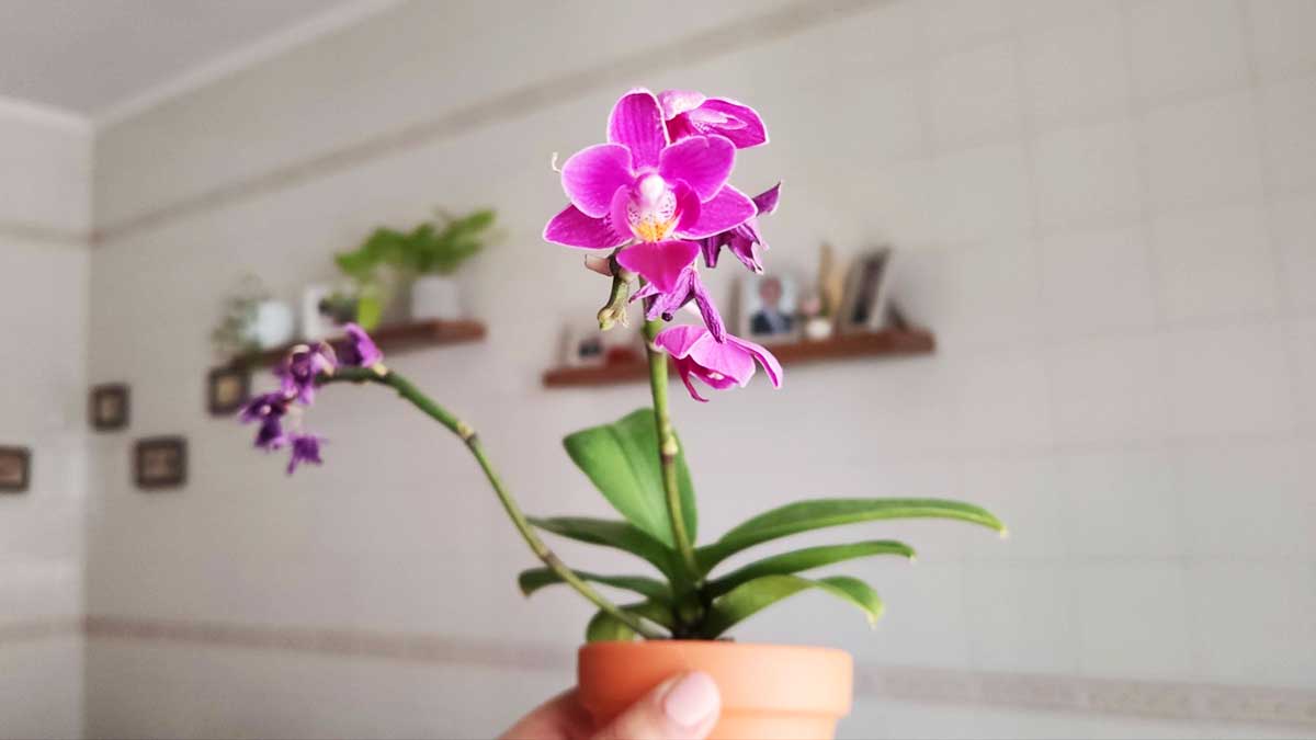 Se qualcuno ti regala un’Orchidea, ecco cosa vuole dirti!