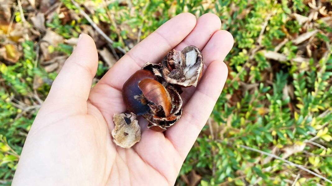bucce-castagne-giardino