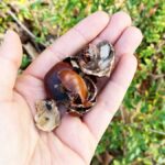 Non butterai più le bucce delle Castagne se le usi così nelle piante!