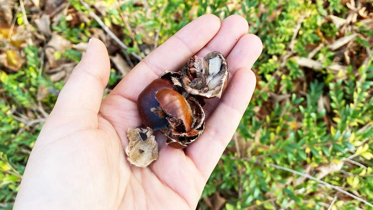 Non butterai più le bucce delle Castagne se le usi così nelle piante!