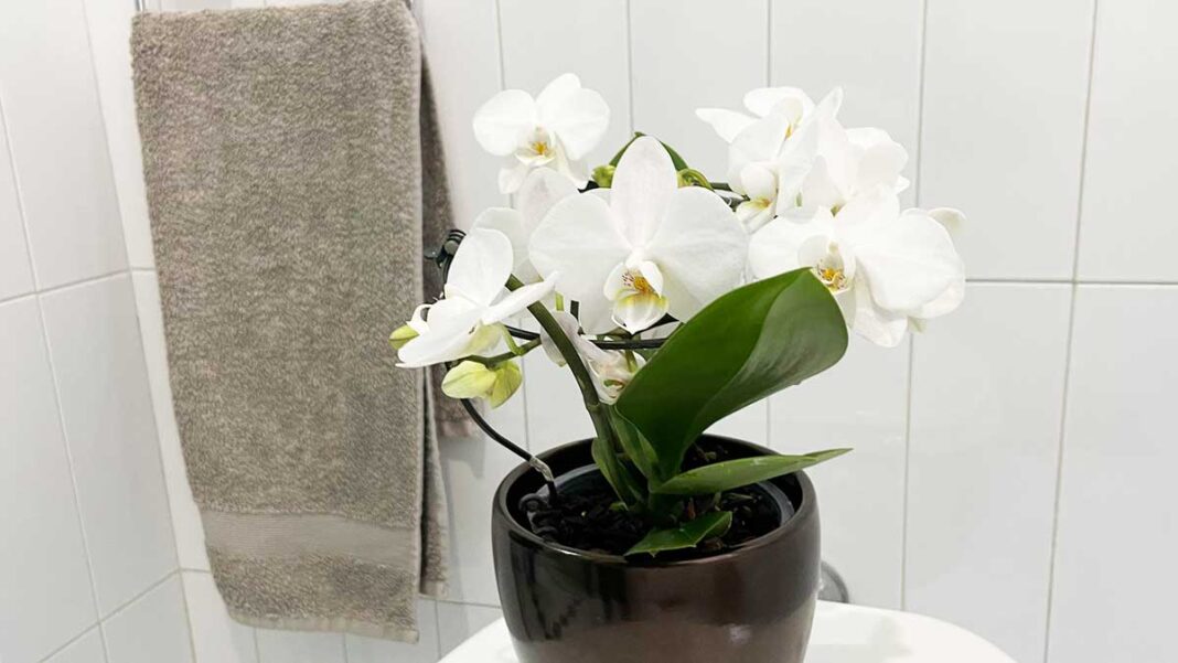 orchidea-in-bagno