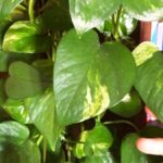 Come avere il Pothos sempre bello e pieno di foglie?