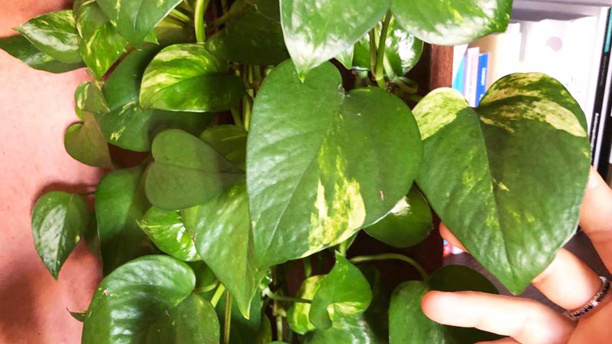 Come avere il Pothos sempre bello e pieno di foglie?