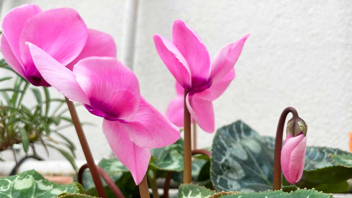 Ogni Ciclamino ha il suo colore e il suo significato…li conosci?