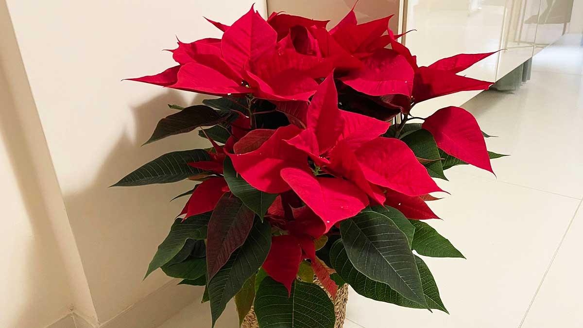 Quali sono i posti migliori per tenere sempre bella la Stella di Natale?