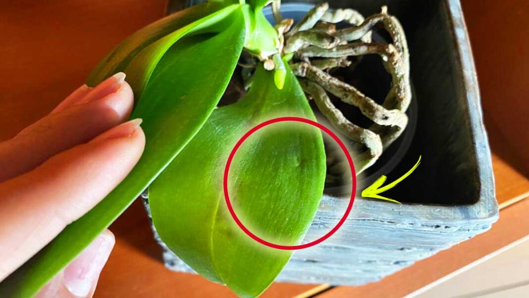 orchidea-foglie-molli