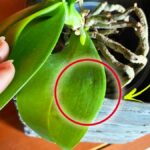 L’Orchidea ha le Foglie molli? Ecco come Recuperarla in modo semplice