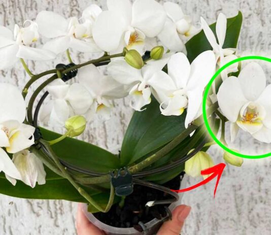 orchidea-supermercato
