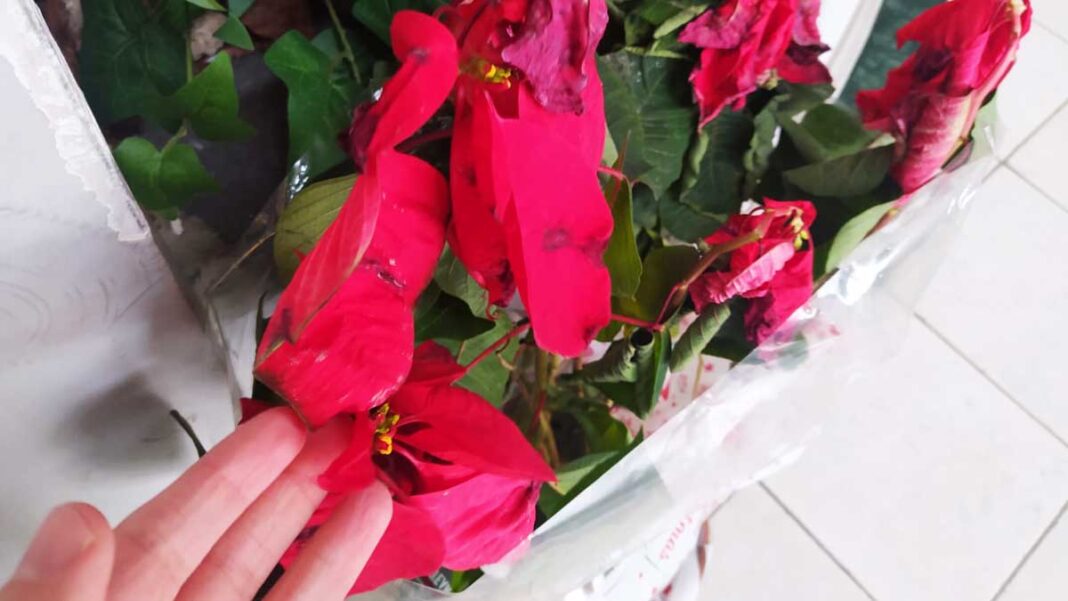 stella-di-natale-floscia