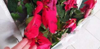 stella-di-natale-floscia