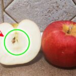 Conosci il significato del Cuore della Mela? Basta dividerla a metà