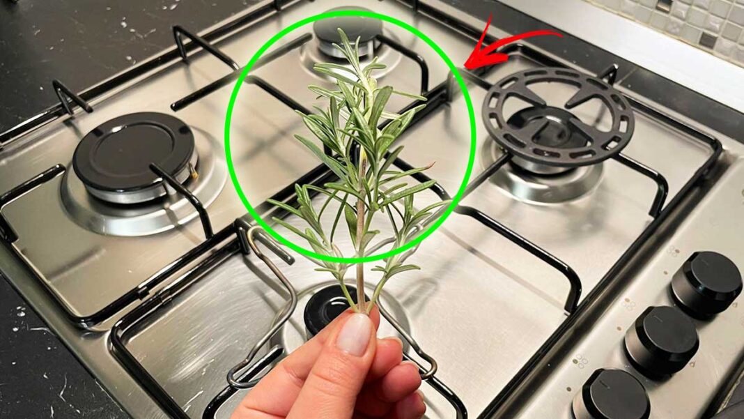 rosmarino-in-cucina