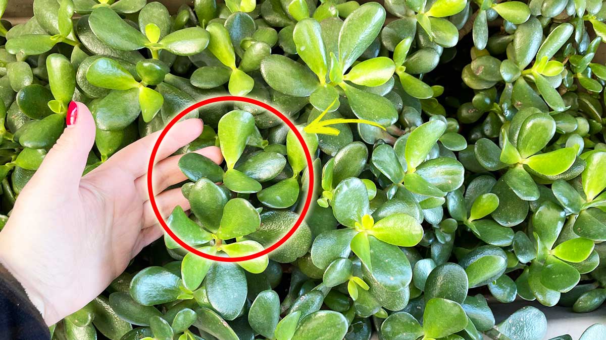 I segreti dei vivaisti per curare la Pianta Grassa più resistente e facile da moltiplicare