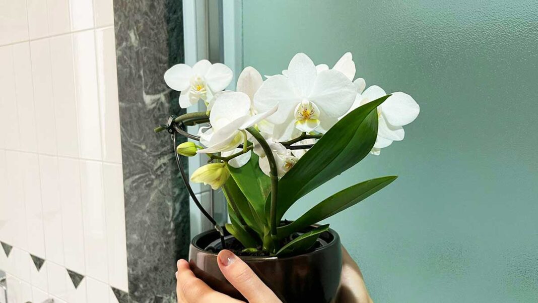 come-stimolare-fiori-orchidea-concimi